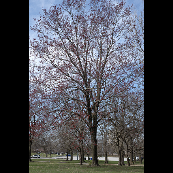 Red maple is a native tree that produces a single trunk (up to 3 feet across) and reaches heights of 50-80 feet. The trunk bark of younger trees is light gray and relatively smooth; the trunk bark of older trees is gray, rough-textured, and irregularly scaly. Branches and older twigs have smooth, whitish gray bark; current-year twigs are reddish brown, hairless, and covered with white lenticels. Young, leafy shoots are green but otherwise similar to current-year twigs. The leaves are opposite, 2.5-5" long and slightly smaller across, divided into three (sometimes five) sharply pointed lobes with the central (apical) lobe usually squarish with parallel sides. The leaves also have finely serrated margins or rounded teeth and are restricted to current-year twigs and shoots; the leaf petioles are slender, 2-3.5" long, and green to red in color. Perfect flowers are rare in red maple; individual trees may produce all male flowers, all female flowers, or both male flowers and female flowers on the same tree. Male flowers occur on the previous year's twigs (before the leaves open) as dense clusters 3/4-1" across composed of sessile flowers surrounded by bracts with hairy margins; each flower has five sepals and five petals (making up a red or sometimes yellow bell-shaped corolla), and 5-8 slender, projecting stamens two to three times longer than the sepals. The female flowers also occur on the previous year's twigs before the leaves open as dense (3/4-1" across) clusters of initially sessile flowers, but the pedicels of the flowers soon elongate (to 1/2-2") and the flowers begin to droop; each flower has five sepals and five petals (making up a red or sometimes yellow bell-shaped corolla), and a two celled, hairless ovary with a pair of robust, arching red styles in the center. The flowers are wind pollinated. Fertilized flowers are soon transformed into a pair of red, winged samaras (i.e, maple seeds) joined tip to tip. At maturity, the samaras are each 3/4-1" long.