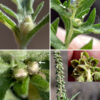 Male (staminate) and female (pistillate) flowers are physically separated on Western ragweed plants with the male flowers on spike-like racemes 1-6" long that arise from the upper stems, while female flowers occur more basally in small clusters at the base of the spike, along stems, or from leaf axils. Individual staminate flowerheads occur along the entire length of the spike, facing in all directions. They are 2-5 mm across, drooping from 1-4 mm long peduncles and developing a short, bell-like shape as they mature; they are covered by 3-5 oval, fuzzy phyllaries (bracts) in a single series where the lower half of each phyllary is fused to the other phyllaries. Beneath the phyllaries are approximately four staminate florets, each bearing five stamens with pale yellow anthers. The pistillate flowerheads are egg shaped and occur in clusters with a basal bract up to 1.25" long; pairs of smaller bracts lie just below each individual pistillate flowerhead. Pistillate flowerheads each sit in a cup of fused phyllaries 8 mm long and 3 mm across that has several tooth-like projections; each cup holds a single pistillate floret with a bifurcated style protruding from the apex of the floret. The florets are wind pollinated. Like other Ambrosia species in Jackson Park (common ragweed and giant ragweed), Western ragweed may contribute to hay fever symptoms. Western and common ragweed are similar to each other, but Western ragweed (almost always) has simple-pinnate leaves while common ragweed has double-pinnate leaves that are more deeply lobed and fern-like; Western ragweed is the hairier of the two.
