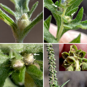 Male (staminate) and female (pistillate) flowers are physically separated on Western ragweed plants with the male flowers on spike-like racemes 1-6" long that arise from the upper stems, while female flowers occur more basally in small clusters at the base of the spike, along stems, or from leaf axils. Individual staminate flowerheads occur along the entire length of the spike, facing in all directions. They are 2-5 mm across, drooping from 1-4 mm long peduncles and developing a short, bell-like shape as they mature; they are covered by 3-5 oval, fuzzy phyllaries (bracts) in a single series where the lower half of each phyllary is fused to the other phyllaries. Beneath the phyllaries are approximately four staminate florets, each bearing five stamens with pale yellow anthers. The pistillate flowerheads are egg shaped and occur in clusters with a basal bract up to 1.25" long; pairs of smaller bracts lie just below each individual pistillate flowerhead. Pistillate flowerheads each sit in a cup of fused phyllaries 8 mm long and 3 mm across that has several tooth-like projections; each cup holds a single pistillate floret with a bifurcated style protruding from the apex of the floret. The florets are wind pollinated. Like other Ambrosia species in Jackson Park (common ragweed and giant ragweed), Western ragweed may contribute to hay fever symptoms. Western and common ragweed are similar to each other, but Western ragweed (almost always) has simple-pinnate leaves while common ragweed has double-pinnate leaves that are more deeply lobed and fern-like; Western ragweed is the hairier of the two.