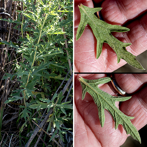 Western ragweed is a native species that may either be an annual or a perennial. It can be a sizeable plant but is usually about 1-2 feet tall. The stems are round in section, pale green, and fuzzy or hairy; the hairs usually form distinct vertical lines on the stem. Lower stem leaves are usually opposite, transitioning to alternate attachments higher on the stem. The leaves are up to 5" long and 2" across and are simple-pinnate (less commonly, double-pinnate); the bounding shape of the leaf is lance-shaped. The primary lobes on the leaf are lance-shaped or sharply triangular with blunt but narrow tips; the sinuses between the lobes may be either flat or concave. The leaf margins are toothless, and often elevated (i.e., rolled towards the midline); both upper and lower surfaces of the leaf are grayish- or whitish-green and covered with fine hairs.