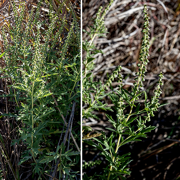 Western ragweed is a native species that may either be an annual or a perennial. It can be a sizeable plant but is usually about 1-2 feet tall. The stems are round in section, pale green, and fuzzy or hairy; the hairs usually form distinct vertical lines on the stem. Lower stem leaves are usually opposite, transitioning to alternate attachments higher on the stem. The leaves are up to 5" long and 2" across and are simple-pinnate (less commonly, double-pinnate); the bounding shape of the leaf is lance-shaped. The primary lobes on the leaf are lance-shaped or sharply triangular with blunt but narrow tips; the sinuses between the lobes may be either flat or concave. The leaf margins are toothless, and often elevated (i.e., rolled towards the midline); both upper and lower surfaces of the leaf are grayish- or whitish-green and covered with fine hairs. Male (staminate) and female (pistillate) flowers are physically separated on the plant with the male flowers on spike-like racemes 1-6" long that arise from the upper stems, while female flowers occur more basally in small clusters at the base of the spike, along stems, or from leaf axils. Individual staminate flowerheads occur along the entire length of the spike, facing in all directions. They are 2-5 mm across, drooping from 1-4 mm long peduncles and developing a short, bell-like shape as they mature; they are covered by 3-5 oval, fuzzy phyllaries (bracts) in a single series where the lower half of each phyllary is fused to the other phyllaries. Beneath the phyllaries are approximately four staminate florets, each bearing five stamens with pale yellow anthers. The pistillate flowerheads are egg shaped and occur in clusters with a basal bract up to 1.25" long; pairs of smaller bracts lie just below each individual pistillate flowerhead. Pistillate flowerheads each sit in a cup of fused phyllaries 8 mm long and 3 mm across that has several tooth-like projections; each cup holds a single pistillate floret with a bifurcated style protruding from the apex of the floret. The florets are wind pollinated. Like other Ambrosia species in Jackson Park (common ragweed and giant ragweed), Western ragweed may contribute to hay fever symptoms. Western and common ragweed are similar to each other, but Western ragweed (almost always) has simple-pinnate leaves while common ragweed has double-pinnate leaves that are more deeply lobed and fern-like; Western ragweed is the hairier of the two.