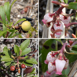 Bearberry produces small clusters of 2-15 flowers from the tips of the previous year's twigs. Individual flowers are urn- or bell-shaped with a constricted opening ringed by five short lobes, 1/2" long and wide; they have a five-lobed flattened calyx, a white or pink corolla, 10 stamens, and a single style none of which protrude outside the corolla. The flower pedicels are about 1/4" long, red and have a narrow bract at their base. The fruit is a spherical drupe 1/4-1/2" across, initially whitish green but red at maturity.