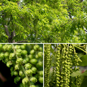 Pecan trees have separate male and female flowers on the same tree. The staminate (male) catkins droop from short spurs on the twigs; they typically develop in groups of three and are about 4-6" long with numerous staminate florets along the catkin. Individual staminate florets have a three lobed bractlet arising from their base that shelter the 4-6 stamens that hang beneath it; the middle lobe is the longer of the three lobes. The pistillate (female) spikes develop at the tips of a subset of the twigs, each spike bearing 3-10 greenish, pistillate florets; the florets are 1/4" long and 1/8" across. Each pistillate floret contains a short, tubular calyx, four bractlets of unequal sizes, and a pistil with two feathery stigmas. Each bractlet has four erect to spreading, lance-shaped lobes. The pistillate florets are wind pollinated. Fertilized florets transform into 2-6 greenish fruits (nuts in a husk) in a cluster, each with four short wings; when mature, the ovoid fruits are about 2" long and 1" across, brown or black in color; the husks partially divide into four segments along the wings, releasing the nut. Pecan is typically a bottomland tree that lives in river valleys but can grow in any rich, moist, well-drained soil. The leaves of black walnut and pecan have a similar number of leaflets in their odd-pinnate leaves, but the fruits are completely different. According to the Arnold Arboretum at Harvard, pecan trees (Carya illinoinensis) can live for over 300 years. For some reason, Carya illinoinensis is the state tree of ...... Texas.