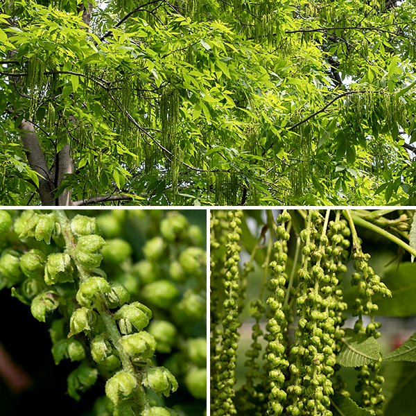 Pecan trees have separate male and female flowers on the same tree. The staminate (male) catkins droop from short spurs on the twigs; they typically develop in groups of three and are about 4-6" long with numerous staminate florets along the catkin. Individual staminate florets have a three lobed bractlet arising from their base that shelter the 4-6 stamens that hang beneath it; the middle lobe is the longer of the three lobes. The pistillate (female) spikes develop at the tips of a subset of the twigs, each spike bearing 3-10 greenish, pistillate florets; the florets are 1/4" long and 1/8" across. Each pistillate floret contains a short, tubular calyx, four bractlets of unequal sizes, and a pistil with two feathery stigmas. Each bractlet has four erect to spreading, lance-shaped lobes. The pistillate florets are wind pollinated. Fertilized florets transform into 2-6 greenish fruits (nuts in a husk) in a cluster, each with four short wings; when mature, the ovoid fruits are about 2" long and 1" across, brown or black in color; the husks partially divide into four segments along the wings, releasing the nut. Pecan is typically a bottomland tree that lives in river valleys but can grow in any rich, moist, well-drained soil. The leaves of black walnut and pecan have a similar number of leaflets in their odd-pinnate leaves, but the fruits are completely different. According to the Arnold Arboretum at Harvard, pecan trees (Carya illinoinensis) can live for over 300 years. For some reason, Carya illinoinensis is the state tree of ...... Texas.