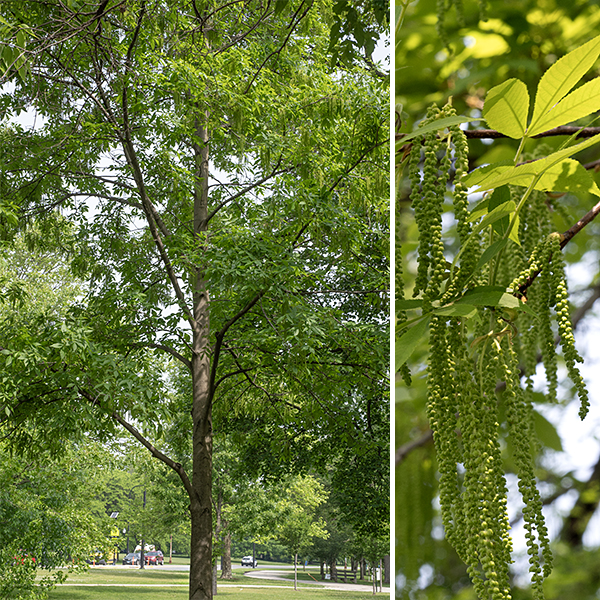 Pecan (aka, hardy pecan) is an imposing native tree that grows to 70-150 feet tall with a trunk 2-6 feet across at maturity. (Pecan is the largest of the hickories.) Tree outline depends on habitat — in open areas, the crown is globoid and the trunk is shorter; in woodlands, the crown is narrower and the trunk is relatively narrower and more oval. The bark on the trunk of mature trees and on large branches is gray to gray-brown and rough textured with little relief — shallow, irregular furrows and flattened ridges. Small branches are gray and smooth; young twigs are brown and usually fuzzy from short hairs. The leaves are alternate and odd-pinnate compound with 9-17 leaflets. The leaflets range from 2-7" long and 1/2-2.5" wide, lance-shaped or a combination of lance- and oblong-shaped, curved to one side (except the apical leaflet), with asymmetric bases and elongated tips, and coarsely serrated along their margins. The petiolules (leaflet stalks) are 1/4" long or less. Pecan trees have separate male and female flowers on the same tree. The staminate (male) catkins droop from short spurs on the twigs; they typically develop in groups of three and are about 4-6" long with numerous staminate florets along the catkin. Individual staminate florets have a three lobed bractlet arising from their base that shelter the 4-6 stamens that hang beneath it; the middle lobe is the longer of the three lobes. The pistillate (female) spikes develop at the tips of a subset of the twigs, each spike bearing 3-10 greenish, pistillate florets; the florets are 1/4" long and 1/8" across. Each pistillate floret contains a short, tubular calyx, four bractlets of unequal sizes, and a pistil with two feathery stigmas. Each bractlet has four erect to spreading, lance-shaped lobes. The pistillate florets are wind pollinated. Fertilized florets transform into 2-6 greenish fruits (nuts in a husk) in a cluster, each with four short wings; when mature, the ovoid fruits are about 2" long and 1" across, brown or black in color; the husks partially divide into four segments along the wings, releasing the nut. Pecan is typically a bottomland tree that lives in river valleys but can grow in any rich, moist, well-drained soil. The leaves of black walnut and pecan have a similar number of leaflets in their odd-pinnate leaves, but the fruits are completely different. According to the Arnold Arboretum at Harvard, pecan trees (Carya illinoinensis) can live for over 300 years. For some reason, Carya illinoinensis is the state tree of ...... Texas.