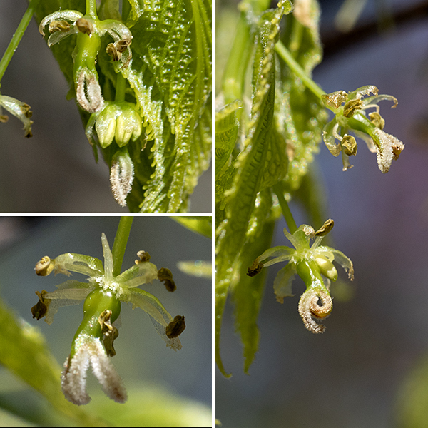 Common hackberry flowers may be staminate (male), pistillate (female), or perfect (both), all on the same tree. Flowers are about 1/4" across and bloom before the leaves open, often high in the tree (thus, I have no pictures yet). All flowers are wind-pollinated, yellowish-green with 4-6 spreading sepals joined at their bases; there are no petals. Male flowers have 4-5 stamens with green or yellow-brown anthers; female flowers have a green ovary with a large two-part, densely fuzzy style like an umbrella beneath the ovary. Perfect flowers have both.