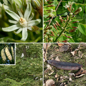 Kentucky coffeetree produces a single 1.5-3' diameter trunk that, with its branches, can reach heights of 60-90'. The trunk bark is rough, scaly, gray or gray-brown; the bark on the branches is smoother, gray; the bark on the twigs is gray or brown with whitish lenticels. The leaves are alternate, bipinnate-compound, with 5-9 pairs of pinnate leaflets, each with 6-14 pairs of subleaflets. The entire compound leaf can be 3' long and 2' across, the largest leaf of any native tree in Illinois. Individual trees may produce only male flowers, only female flowers, or "perfect" flowers with both male and female organs flowers; the flowers develop as racemes on terminal branches fairly high in the crown shortly after the tree leafs out in the spring. Flowers are about 3/4" long and 1/2-5/8" across with a narrow, tubular calyx bearing five thick, narrow, sepals, and five narrow, greenish-white petals, slightly wider than the sepals, and a central column about as long as the petals that contains the reproductive organs. The male and perfect flowers have 10 fertile stamens (in alternating long/short pairs) in the central column; the female and perfect flowers have a fertile ovary and a single style contained in the central column. The calyx, sepals, and petals are all densely wooly with short hairs. The fruit is a stubby, reddish-brown seedpod 3-6" long and 1.5-2" across, somewhat flattened but less so than the fruits of honey or black locust. The seeds are brown, VERY hard, oval, and about a half inch long and across; they are toxic when raw but can be eaten after roasting.