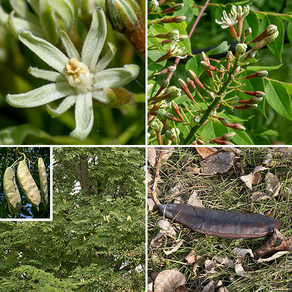 Kentucky coffeetree produces a single 1.5-3' diameter trunk that, with its branches, can reach heights of 60-90'. The trunk bark is rough, scaly, gray or gray-brown; the bark on the branches is smoother, gray; the bark on the twigs is gray or brown with whitish lenticels. The leaves are alternate, bipinnate-compound, with 5-9 pairs of pinnate leaflets, each with 6-14 pairs of subleaflets. The entire compound leaf can be 3' long and 2' across, the largest leaf of any native tree in Illinois. Individual trees may produce only male flowers, only female flowers, or "perfect" flowers with both male and female organs flowers; the flowers develop as racemes on terminal branches fairly high in the crown shortly after the tree leafs out in the spring. Flowers are about 3/4" long and 1/2-5/8" across with a narrow, tubular calyx bearing five thick, narrow, sepals, and five narrow, greenish-white petals, slightly wider than the sepals, and a central column about as long as the petals that contains the reproductive organs. The male and perfect flowers have 10 fertile stamens (in alternating long/short pairs) in the central column; the female and perfect flowers have a fertile ovary and a single style contained in the central column. The calyx, sepals, and petals are all densely wooly with short hairs. The fruit is a stubby, reddish-brown seedpod 3-6" long and 1.5-2" across, somewhat flattened but less so than the fruits of honey or black locust. The seeds are brown, VERY hard, oval, and about a half inch long and across; they are toxic when raw but can be eaten after roasting.