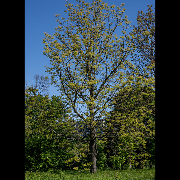 Kentucky coffeetree produces a single 1.5-3' diameter trunk that, with its branches, can reach heights of 60-90'. The trunk bark is rough, scaly, gray or gray-brown; the bark on the branches is smoother, gray; the bark on the twigs is gray or brown with whitish lenticels. The leaves are alternate, bipinnate-compound, with 5-9 pairs of pinnate leaflets, each with 6-14 pairs of subleaflets. The entire compound leaf can be 3' long and 2' across, the largest leaf of any native tree in Illinois. Individual trees may produce only male flowers, only female flowers, or "perfect" flowers with both male and female organs flowers; the flowers develop as racemes on terminal branches fairly high in the crown shortly after the tree leafs out in the spring. Flowers are about 3/4" long and 1/2-5/8" across with a narrow, tubular calyx bearing five thick, narrow, sepals, and five narrow, greenish-white petals, slightly wider than the sepals, and a central column about as long as the petals that contains the reproductive organs. The male and perfect flowers have 10 fertile stamens (in alternating long/short pairs) in the central column; the female and perfect flowers have a fertile ovary and a single style contained in the central column. The calyx, sepals, and petals are all densely wooly with short hairs. The fruit is a stubby, reddish-brown seedpod 3-6" long and 1.5-2" across, somewhat flattened but less so than the fruits of honey or black locust. The seeds are brown, VERY hard, oval, and about a half inch long and across; they are toxic when raw but can be eaten after roasting.