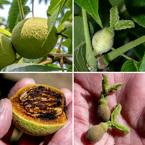 Black walnut has separate male and female flowers on the same tree (often the same branch). The male florets occur on 3-6" long, dangling, green, cylindrical catkins that arise from the leaf axils of one-year-old branchlets; the florets are 1/8" across and are comprised of a short, tubular calyx with 2-6 lobes and 15-40 stamens with greenish-yellow or purplish anthers. The female florets occur in groups of 2-5 on short spikes that arise from the tips of the current year's new branchlets; these florets are also about 1/8" across but are comprised of a short, tubular calyx with four lobes, a stout, green ovary covered with sticky hairs, and a pair of stout, bushy styles with red-tinged stigmas. The female florets are wind pollinated; the trees are self-fertile if cross-pollination does not occur. Fertilized female florets develop into globoid nuts about 2.5" long and 2" across that initially retain the styles; the nuts are solitary or in pairs. The thick husk turns from green to yellowish-brown to black as the fruit matures. The nuts cannot germinate unless they are exposed to 90-120 days of cold winter temperatures.