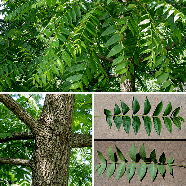 Black walnut is a towering native tree, 80-120 feet tall and with a trunk 3-6 feet across at full maturity. The bark on the trunk is deeply furrowed, gray or almost black; the bark on the branches is gray and smoother. The leaves are alternate, odd-pinnate compound (although the terminal leaflet is often missing), 12-24" long and 6" across. The leaflets are about 3" long and 1" across; lance-shaped or a cross between lance- and egg-shaped, tapering abruptly to a pointed tip; slightly asymmetrical, especially near the base; nearly sessile; and with serrated margins. The prominent rachis (central stalk) of the compound leaf is fuzzy with short hairs, light green to pale brown. The petioles are stout, 3-6" long, fuzzy, and light green to greenish brown.