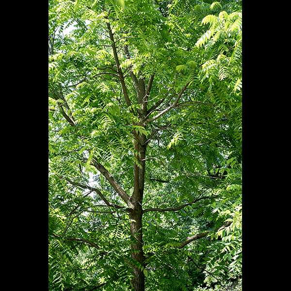 Black walnut is a towering native tree, 80-120 feet tall and with a trunk 3-6 feet across at full maturity. The bark on the trunk is deeply furrowed, gray or almost black; the bark on the branches is gray and smoother. The leaves are alternate, odd-pinnate compound (although the terminal leaflet is often missing), 12-24" long and 6" across. The leaflets are about 3" long and 1" across; lance-shaped or a cross between lance- and egg-shaped, tapering abruptly to a pointed tip; slightly asymmetrical, especially near the base; nearly sessile; and with serrated margins. The prominent rachis (central stalk) of the compound leaf is fuzzy with short hairs, light green to pale brown. The petioles are stout, 3-6" long, fuzzy, and light green to greenish brown. Black walnut has separate male and female flowers on the same tree (often the same branch). The male florets occur on 3-6" long, dangling, green, cylindrical catkins that arise from the leaf axils of one-year-old branchlets; the florets are 1/8" across and are comprised of a short, tubular calyx with 2-6 lobes and 15-40 stamens with greenish-yellow or purplish anthers. The female florets occur in groups of 2-5 on short spikes that arise from the tips of the current year's new branchlets; these florets are also about 1/8" across but are comprised of a short, tubular calyx with four lobes, a stout, green ovary covered with sticky hairs, and a pair of stout, bushy styles with red-tinged stigmas. The female florets are wind pollinated; the trees are self-fertile if cross-pollination does not occur. Fertilized female florets develop into globoid nuts about 2.5" long and 2" across that initially retain the styles; the nuts are solitary or in pairs. The thick husk turns from green to yellowish-brown to black as the fruit matures. The nuts cannot germinate unless they are exposed to 90-120 days of cold winter temperatures.