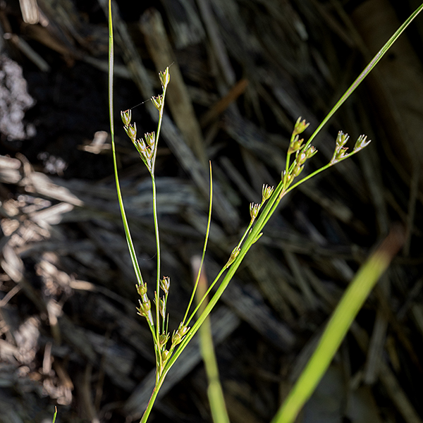 Path rush (aka, slender path rush, poverty rush) is a native perennial 4-12" tall. It occurs singly or in dense tufts; the culms are light to medium green, slender, and unbranched. The leaves are considered basal by some sources, alternate by others, slender (about 1 mm across and up to 10" long), medium green, hairless, and flat with margins that tend to roll upwards. Fertile stems bear a branched inflorescence at their tips that is 1/2-3" across, bearing an umbel-like cluster of up to ten solitary flowers (never larger groups); at the base of the inflorescence is three slender, leafy bracts up to 4" long (the larger are longer than the inflorescence) that form a "V". Individual flowers have six lance-shaped, light green tepals, 3-5 mm long; six stamens; and an ovary (later a seed capsule) with a three-part, feathery style. Fertilized flowers produce an ovoid seed capsule nestled in the crown-like tepals, often with a tiny point at its tip; it is never longer than the tepals. The seed capsule later splits in three segments, releasing the tiny (0.5 mm) seeds.