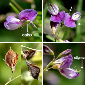 Violet bush-clover produces racemes or sparsely branched panicles of 3-8 flowers from the tips of stems or axils of middle or upper leaves; the inflorescences are borne on long peduncles that extend above/beyond the leaves. Individual flowers are 6-10 mm long and pea-like; they include a light green calyx with five teeth that is half the length of the flower; five whitish purple to purple petals (one upright banner with a basal patch of rosy purple; two lower, outer wings shorter than the keel; and two lower, inner petals that make up the keel); 10 stamens; and a pistil with a single style. Both the stamens and style are usually hidden within the keel. Fertilized flowers produce small green, single-seeded seedpods that lack sticky hairs (unlike the much-larger tick-trefoils); at maturity, the seedpods are 4-7 mm long and dark brown.