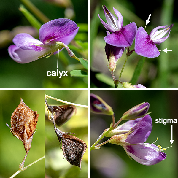 Violet bush-clover produces racemes or sparsely branched panicles of 3-8 flowers from the tips of stems or axils of middle or upper leaves; the inflorescences are borne on long peduncles that extend above/beyond the leaves. Individual flowers are 6-10 mm long and pea-like; they include a light green calyx with five teeth that is half the length of the flower; five whitish purple to purple petals (one upright banner with a basal patch of rosy purple; two lower, outer wings shorter than the keel; and two lower, inner petals that make up the keel); 10 stamens; and a pistil with a single style. Both the stamens and style are usually hidden within the keel. Fertilized flowers produce small green, single-seeded seedpods that lack sticky hairs (unlike the much-larger tick-trefoils); at maturity, the seedpods are 4-7 mm long and dark brown.