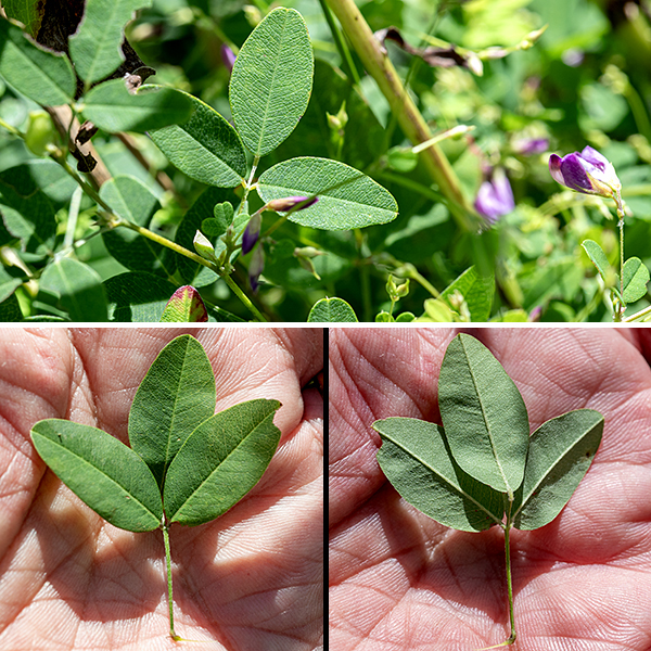 Violet bush-clover is an uncommon native perennial found in open habitats; it is a semi-erect, sprawling plant that can reach heights of 6-24". The stems are light green to brown, round in section, and fuzzy with appressed, short hairs; the stems branch relatively frequently. The leaves are alternate and trifoliate compound, occurring throughout the length of the stems, with a gradient in leaf size along the stem (smaller apically). The leaflets are 1/2-1.5" long and half to a third as wide. They are oblong-elliptical with rounded tips and bases and smooth margins; the terminal leaflet is slightly larger than the lateral leaflets and has a longer petiolule (2-5 mm) than the lateral leaflets (0.5-1 mm). The leaf petioles are 1/4-1.5" long, flanked by small stipules that tend to drop off.