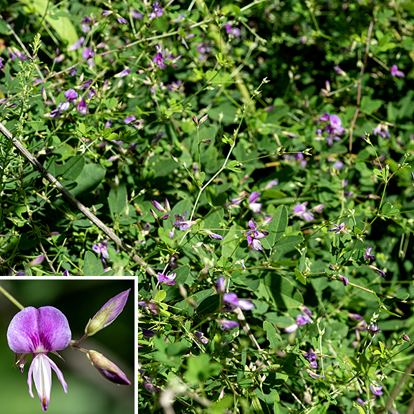 Violet bush-clover is an uncommon native perennial found in open habitats; it is a semi-erect, sprawling plant that can reach heights of 6-24". The stems are light green to brown, round in section, and fuzzy with appressed, short hairs; the stems branch relatively frequently. The leaves are alternate and trifoliate compound, occurring throughout the length of the stems, with a gradient in leaf size along the stem (smaller apically). The leaflets are 1/2-1.5" long and half to a third as wide. They are oblong-elliptical with rounded tips and bases and smooth margins; the terminal leaflet is slightly larger than the lateral leaflets and has a longer petiolule (2-5 mm) than the lateral leaflets (0.5-1 mm). The leaf petioles are 1/4-1.5" long, flanked by small stipules that tend to drop off. Racemes or sparsely branched panicles of 3-8 flowers arise from the tips of stems or axils of middle or upper leaves; the inflorescences are borne on long peduncles that extend above/beyond the leaves. Individual flowers are 6-10 mm long and pea-like; they include a light green calyx with five teeth that is half the length of the flower; five whitish purple to purple petals (one upright banner with a basal patch of rosy purple; two lower, outer wings shorter than the keel; and two lower, inner petals that make up the keel); 10 stamens; and a pistil with a single style. Both the stamens and style are usually hidden within the keel. Fertilized flowers produce small green, single-seeded seedpods that lack sticky hairs (unlike the much-larger tick-trefoils); at maturity, the seedpods are 4-7 mm long and dark brown.