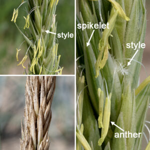 Lyme grass flower spikes are 5-14" long, initially blue-green or silvery but turning beige when mature. There are typically one pair of spikelets per node on the spike. The spikelets are 1/2-1" long, containing 2-5 (typically 3) florets; each floret contains two bottlebrush-like styles and 1-3 stamens, each typically with a single yellow anther. Like all grasses, Lyme grass is wind pollinated. Lyme grass is very similar to the native American dune grass (Leymus mollis) but the latter is greener and is finely hairy under the spike. Lyme grass has become established in sandy habitats around the Great Lakes and (curiously) along the coast of Greenland.