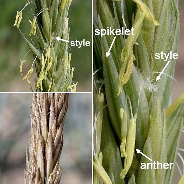 Lyme grass flower spikes are 5-14" long, initially blue-green or silvery but turning beige when mature. There are typically one pair of spikelets per node on the spike. The spikelets are 1/2-1" long, containing 2-5 (typically 3) florets; each floret contains two bottlebrush-like styles and 1-3 stamens, each typically with a single yellow anther. Like all grasses, Lyme grass is wind pollinated. Lyme grass is very similar to the native American dune grass (Leymus mollis) but the latter is greener and is finely hairy under the spike. Lyme grass has become established in sandy habitats around the Great Lakes and (curiously) along the coast of Greenland.