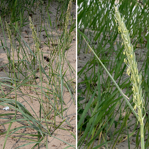 Lyme grass (aka, European dunegrass) is an exotic species native to Europe; it is considered invasive along Lake Michigan and prohibited in large parts of Wisconsin. Lyme grass grows from rhizomes or in tufts 1.5-5 feet tall with blue-green culms 3-6 mm in diameter that are hairless (or nearly so). The leaves are alternate, blue with a waxy blush, 6-15 mm wide and about a foot long; the ligules are 0.3-2.5 mm long. The flower spikes are 5-14" long, initially blue-green or silvery but turning beige when mature. There are typically one pair of spikelets per node on the spike. The spikelets are 1/2-1" long, containing 2-5 (typically 3) florets; each floret contains two bottlebrush-like styles and 1-3 stamens, each typically with a single yellow anther. Like all grasses, Lyme grass is wind pollinated. Lyme grass is very similar to the native American dune grass (Leymus mollis) but the latter is greener and is finely hairy under the spike. Lyme grass has become established in sandy habitats around the Great Lakes and (curiously) along the coast of Greenland.