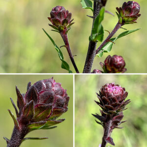 Savanna blazing-star's inflorescence is a long (up to 24"), narrow raceme of 10-40 flowerheads blooming in order from the tip of the inflorescence downwards. Each flowerhead has a 1/2-3.5" long, ascending stalk (peduncle); flowerheads are usually solitary on the peduncle. A sessile, leafy bract resembling the leaves occurs at the base of each peduncle. The central stalk of the inflorescences and the peduncle are fuzzy with short, white hairs. Each flowerhead is 1-2" across; they have 20-80 disk florets and no ray florets. The disk florets are tubular with five narrow, spreading lobes. The styles are bifurcated and extend well beyond the corolla of the disk florets, giving the flowerheads a shaggy aspect. There are five stamens hidden within the throat of the disk floret; the black anthers are visible, appressed to the body of the style. Surrounding the base of the flowerhead are scale-like bracts (phyllaries) in 4-6 overlapping series; they are slightly spreading and angled upwards but are neither appressed nor recurved. Individual phyllaries are oval or egg-shaped with short hairs protruding from their margins; they are often dark purple when the flowerhead is blooming. The fruit is a cylindrical, black seed with a tuft of white hairs about twice as long as the seed on one end. Preferred habitats are sandy savannas. Skippers and monarch butterflies seem particularly fond of savanna blazing-star. Savanna blazing-star might be confused with the much more common rough blazing star (Liatris aspera), but the latter always has appressed phyllaries with toothed, incurved edges, in contrast to savanna blazing-star's spreading, flat phyllaries and a much shorter stalk beneath the flowerhead than is present in savanna blazing-star. NatureServe Explorer (https://explorer.natureserve.org) rejects the name "Liatris scariosa" in favor of "Liatris novae-angliae" but ITIS (www.itis.gov)rejects the latter, as does the USDA Plants website(https://plants.usda.gov/). Here we will follow the latter two sources.