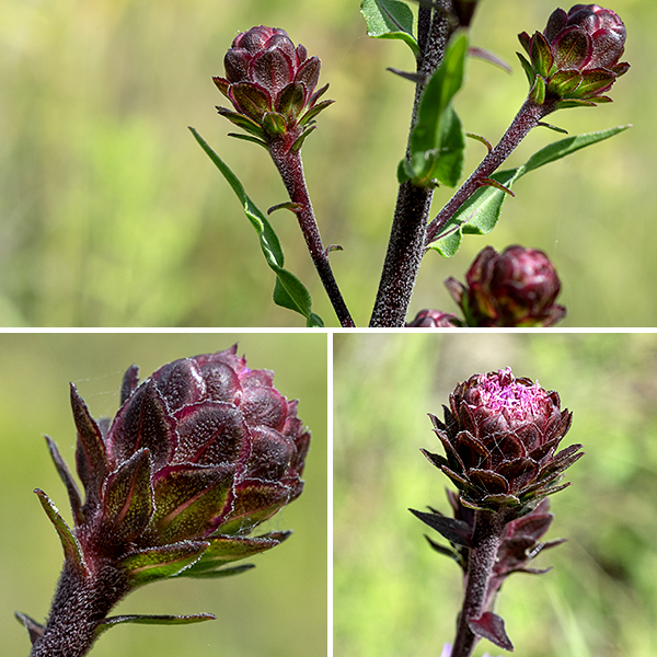 Savanna blazing-star's inflorescence is a long (up to 24"), narrow raceme of 10-40 flowerheads blooming in order from the tip of the inflorescence downwards. Each flowerhead has a 1/2-3.5" long, ascending stalk (peduncle); flowerheads are usually solitary on the peduncle. A sessile, leafy bract resembling the leaves occurs at the base of each peduncle. The central stalk of the inflorescences and the peduncle are fuzzy with short, white hairs. Each flowerhead is 1-2" across; they have 20-80 disk florets and no ray florets. The disk florets are tubular with five narrow, spreading lobes. The styles are bifurcated and extend well beyond the corolla of the disk florets, giving the flowerheads a shaggy aspect. There are five stamens hidden within the throat of the disk floret; the black anthers are visible, appressed to the body of the style. Surrounding the base of the flowerhead are scale-like bracts (phyllaries) in 4-6 overlapping series; they are slightly spreading and angled upwards but are neither appressed nor recurved. Individual phyllaries are oval or egg-shaped with short hairs protruding from their margins; they are often dark purple when the flowerhead is blooming. The fruit is a cylindrical, black seed with a tuft of white hairs about twice as long as the seed on one end. Preferred habitats are sandy savannas. Skippers and monarch butterflies seem particularly fond of savanna blazing-star. Savanna blazing-star might be confused with the much more common rough blazing star (Liatris aspera), but the latter always has appressed phyllaries with toothed, incurved edges, in contrast to savanna blazing-star's spreading, flat phyllaries and a much shorter stalk beneath the flowerhead than is present in savanna blazing-star. NatureServe Explorer (https://explorer.natureserve.org) rejects the name "Liatris scariosa" in favor of "Liatris novae-angliae" but ITIS (www.itis.gov)rejects the latter, as does the USDA Plants website(https://plants.usda.gov/). Here we will follow the latter two sources.