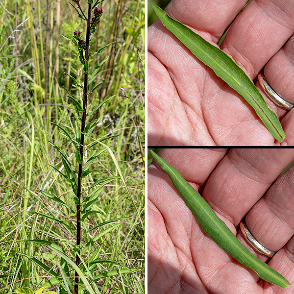 Savanna blazing-star is a native perennial that is endemic to the Midwest; it grows up to 2.5-5 feet tall. It is listed as "threatened" in Illinois. The central (and only) stem is medium green, round in section, and hairless or fuzzy with short, curled hairs. The leaves are alternate, densely cover the stem, have a single main vein, and are widely spreading. The lower leaves can be as much as 12" long and 1.5" wide, strap-like or elliptical/oblong, with short petioles. The middle and upper leaves become gradually shorter higher on the stem; they can be as short as 3" and are sessile. All the leaves are medium green with margins that are smooth except for a fringe of hairs along the margins; the leaves are otherwise hairless.