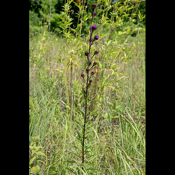 Savanna blazing-star is a native perennial that is endemic to the Midwest; it grows up to 2.5-5 feet tall. It is listed as "threatened" in Illinois. The central (and only) stem is medium green, round in section, and hairless or fuzzy with short, curled hairs. The leaves are alternate, densely cover the stem, have a single main vein, and are widely spreading. The lower leaves can be as much as 12" long and 1.5" wide, strap-like or elliptical/oblong, with short petioles. The middle and upper leaves become gradually shorter higher on the stem; they can be as short as 3" and are sessile. All the leaves are medium green with margins that are smooth except for a fringe of hairs along the margins; the leaves are otherwise hairless. The inflorescence is a long (up to 24"), narrow raceme of 10-40 flowerheads blooming in order from the tip of the inflorescence downwards. Each flowerhead has a 1/2-3.5" long, ascending stalk (peduncle); flowerheads are usually solitary on the peduncle. A sessile, leafy bract resembling the leaves occurs at the base of each peduncle. The central stalk of the inflorescences and the peduncle are fuzzy with short, white hairs. Each flowerhead is 1-2" across; they have 20-80 disk florets and no ray florets. The disk florets are tubular with five narrow, spreading lobes. The styles are bifurcated and extend well beyond the corolla of the disk florets, giving the flowerheads a shaggy aspect. There are five stamens hidden within the throat of the disk floret; the black anthers are visible, appressed to the body of the style. Surrounding the base of the flowerhead are scale-like bracts (phyllaries) in 4-6 overlapping series; they are slightly spreading and angled upwards but are neither appressed nor recurved. Individual phyllaries are oval or egg-shaped with short hairs protruding from their margins; they are often dark purple when the flowerhead is blooming. The fruit is a cylindrical, black seed with a tuft of white hairs about twice as long as the seed on one end. Preferred habitats are sandy savannas. Skippers and monarch butterflies seem particularly fond of savanna blazing-star. Savanna blazing-star might be confused with the much more common rough blazing star (Liatris aspera), but the latter always has appressed phyllaries with toothed, incurved edges, in contrast to savanna blazing-star's spreading, flat phyllaries and a much shorter stalk beneath the flowerhead than is present in savanna blazing-star. NatureServe Explorer (https://explorer.natureserve.org) rejects the name "Liatris scariosa" in favor of "Liatris novae-angliae" but ITIS (www.itis.gov)rejects the latter, as does the USDA Plants website(https://plants.usda.gov/). Here we will follow the latter two sources.