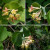 In grape honeysuckle, a short flowering stalk emerges from the tip of the stem where it emerges from the terminal pair of leaves; 2-5 whorls of flowers develop along this flowering stalk. Each flower is about 1" long. It consists of an egg-shaped, swollen, dark green ovary; a pale yellow to orange-yellow, two-lipped corolla that fades with age to orange or red; five stamens with yellow anthers; and a single style with a dome-shaped stigma. There are no hairs on the flowers. Both the stamens and the style protrude from the corolla. The ovary of fertilized flowers produces berries which are initially green but, at maturity, become globoid, orange-red to red, and about 1/4-1/2" long. Grape honeysuckle is the only honeysuckle (native or exotic) in Jackson Park that is a woody vine; it is distinctive and should be easy to recognize.
