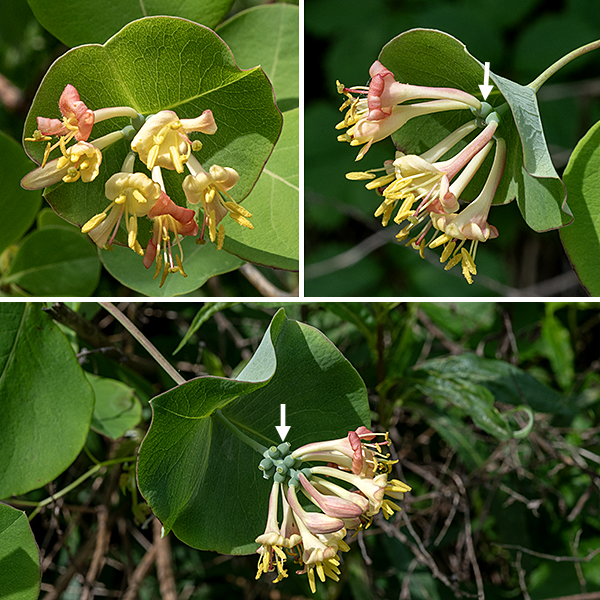 In grape honeysuckle, a short flowering stalk emerges from the tip of the stem where it emerges from the terminal pair of leaves; 2-5 whorls of flowers develop along this flowering stalk. Each flower is about 1" long. It consists of an egg-shaped, swollen, dark green ovary; a pale yellow to orange-yellow, two-lipped corolla that fades with age to orange or red; five stamens with yellow anthers; and a single style with a dome-shaped stigma. There are no hairs on the flowers. Both the stamens and the style protrude from the corolla. The ovary of fertilized flowers produces berries which are initially green but, at maturity, become globoid, orange-red to red, and about 1/4-1/2" long. Grape honeysuckle is the only honeysuckle (native or exotic) in Jackson Park that is a woody vine; it is distinctive and should be easy to recognize.