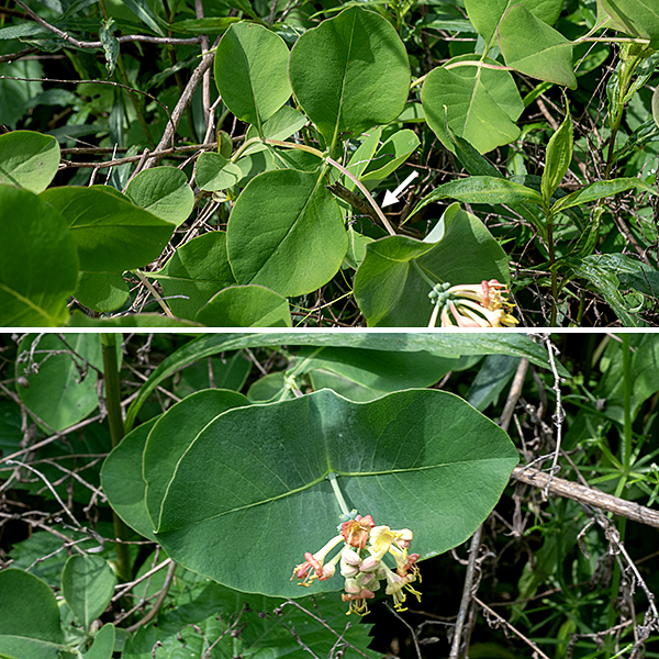 Grape honeysuckle is a native perennial vine (or shrub) that can be 15 feet long, producing only a few branches along its length. Its stems twine among surrounding vegetation (which it uses for support), thus suggesting a vine, but if it can't find any objects to twine around, grape honeysuckle forms a tangled mound that resembles a bush or shrub. There is a narrow trunk at the base of the vine that is covered with an outer, gray bark which tends to shred in strips, revealing a reddish-brown inner bark. Young (first year) stems are pale green to reddish green and hairless, but become yellowish tan, brown, or orange-red with age (and may begin to exhibit longitudinal grooves). Pairs of opposite leaves occur along the stems. Most of these leaves are up to 4" long and 3" across, oval or egg-shaped, with smooth margins; these leaves either have short petioles, are sessile, or are narrowly perfoliate (appearing as if the stem penetrates the leaves). The terminal 1-2 pairs of leaves (where the flowers appear) are similar to the other leaves except their bases are partially to completely fused around the stem; the stem convincingly seems to penetrate the fused leaves. These two pairs of leaves develop a strong, whitish, waxy coating; the upper surface of the leaf is a whitish green to a whitish blue gray.