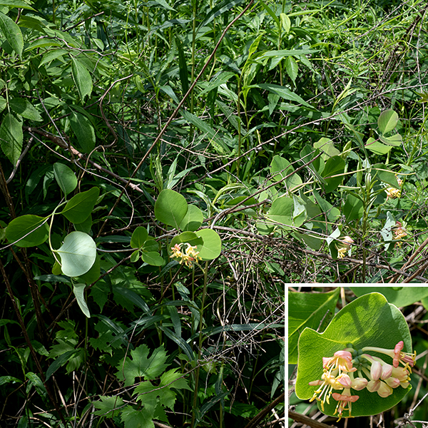 Grape honeysuckle is a native perennial vine (or shrub) that can be 15 feet long, producing only a few branches along its length. Its stems twine among surrounding vegetation (which it uses for support), thus suggesting a vine, but if it can't find any objects to twine around, grape honeysuckle forms a tangled mound that resembles a bush or shrub. There is a narrow trunk at the base of the vine that is covered with an outer, gray bark which tends to shred in strips, revealing a reddish-brown inner bark. Young (first year) stems are pale green to reddish green and hairless, but become yellowish tan, brown, or orange-red with age (and may begin to exhibit longitudinal grooves). Pairs of opposite leaves occur along the stems. Most of these leaves are up to 4" long and 3" across, oval or egg-shaped, with smooth margins; these leaves either have short petioles, are sessile, or are narrowly perfoliate (appearing as if the stem penetrates the leaves). The terminal 1-2 pairs of leaves (where the flowers appear) are similar to the other leaves except their bases are partially to completely fused around the stem; the stem convincingly seems to penetrate the fused leaves. These two pairs of leaves develop a strong, whitish, waxy coating; the upper surface of the leaf is a whitish green to a whitish blue gray. A short flowering stalk emerges from the tip of the stem where it emerges from the terminal pair of leaves; 2-5 whorls of flowers develop along this flowering stalk. Each flower is about 1" long. It consists of an egg-shaped, swollen, dark green ovary; a pale yellow to orange-yellow, two-lipped corolla that fades with age to orange or red; five stamens with yellow anthers; and a single style with a dome-shaped stigma. There are no hairs on the flowers. Both the stamens and the style protrude from the corolla. The ovary of fertilized flowers produces berries which are initially green but, at maturity, become globoid, orange-red to red, and about 1/4-1/2" long. Grape honeysuckle is the only honeysuckle (native or exotic) in Jackson Park that is a woody vine; it is distinctive and should be easy to recognize.