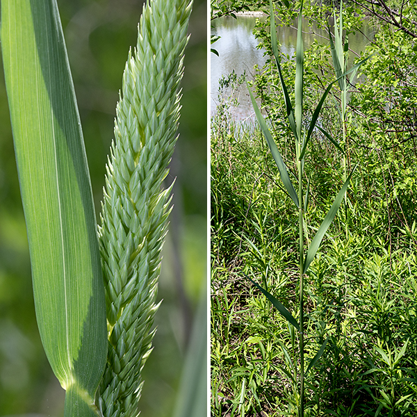Reed canary-grass is a very widespread species (the native range is circumboreal in the Northern Hemisphere) that is listed as "vulnerable" in Illinois. It is a wetland grass that reaches heights of 3-5 feet; plants tend to be widely spaced on Jackson Park although they are known to produce clonal colonies elsewhere. The leaves are flat, alternate, and evenly spaced along the culm. The leaf blades reach up to 12 long and 3/4" across; they are green or blue-gray and hairless with continuous (but rough-textured) margins. The leaf base is much wider than the culm (stem) which it clasps tightly; the leaf sheaths look like an extension of the leaf in both color and appearance. When reproductive (early-midsummer), the culms produce a narrowly-pyramidal panicle up to 10" long and 2-3" across of spikelets that bear the florets. Spikelets are initially green but fade over time to a light tan color. The stem and leaves all turn a diagnostic light tan during the late fall and winter; the leaves mostly remain attached.