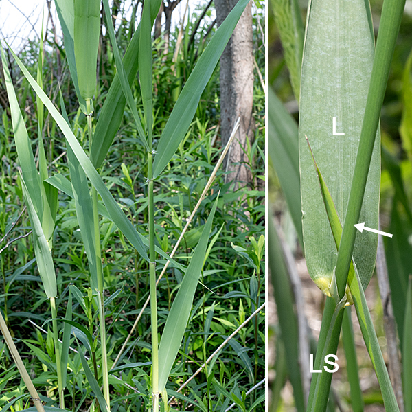 Reed canary-grass is a very widespread species (the native range is circumboreal in the Northern Hemisphere) that is listed as "vulnerable" in Illinois. It is a wetland grass that reaches heights of 3-5 feet; plants tend to be widely spaced on Jackson Park although they are known to produce clonal colonies elsewhere. The leaves are flat, alternate, and evenly spaced along the culm. The leaf blades reach up to 12 long and 3/4" across; they are green or blue-gray and hairless with continuous (but rough-textured) margins. The leaf base is much wider than the culm (stem) which it clasps tightly; the leaf sheaths look like an extension of the leaf in both color and appearance. When reproductive (early-midsummer), the culms produce a narrowly-pyramidal panicle up to 10" long and 2-3" across of spikelets that bear the florets. Spikelets are initially green but fade over time to a light tan color. The stem and leaves all turn a diagnostic light tan during the late fall and winter; the leaves mostly remain attached.