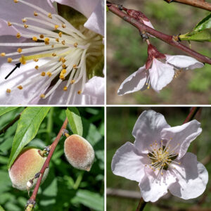 Peach flowers arise along young branches, blooming beginning before the leaves have opened in the spring; the flowers are usually solitary but occasionally occur in pairs. Individual flowers are 1-1.5" long consisting of a burgundy-colored calyx with five rounded apical lobes (sepals); five spreading pink (rarely, white) petals, oval with abruptly narrowed bases ("clawed"); 15-30 stamens with pink filaments and yellow to orange anthers; and a pistil with a single light green style nearly as long as the stamens. Fertilized flowers are replaced by green, fuzzy ovoids, eventually up to 3" long and across and containing a single seed; peach-colored when mature.