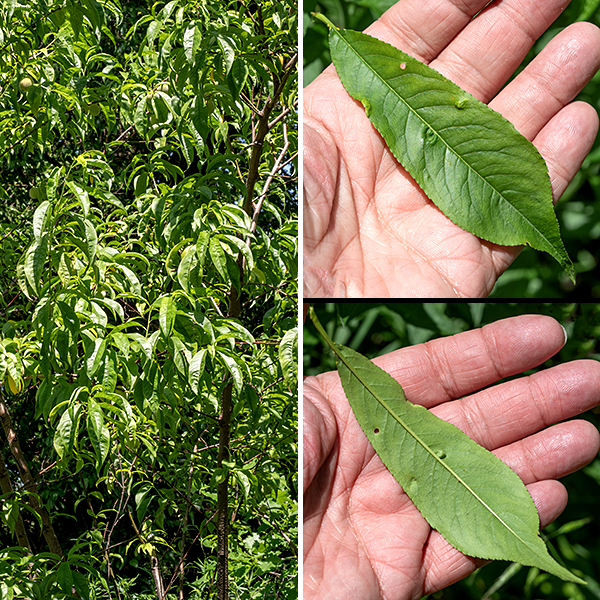 Peach is an exotic tree from Asia, introduced first to Europe, then to North America (in the 16th century by Spanish colonizers). Peach trees were grown in Virginia by 1629. Feral peach trees (from discarded pits) are widespread, although the tree is short lived (15-25 years) so wild populations are rarely established. A peach tree is relatively small (10-30 feet tall) with a 6-8" diameter trunk and a broad crown. The trunk bark is gray with horizontal lenticels, growing rougher with age; larger branches are similar. New shoots put out from the tips of the branches are light green and usually hairless. The leaves are alternate, restricted to the new shoots and branches, 2-6" long and 1/2-1.5" across, a combination of lance-shaped and elliptical with serrated margins, drooping down from their petioles and often folded longitudinally around the midvein.