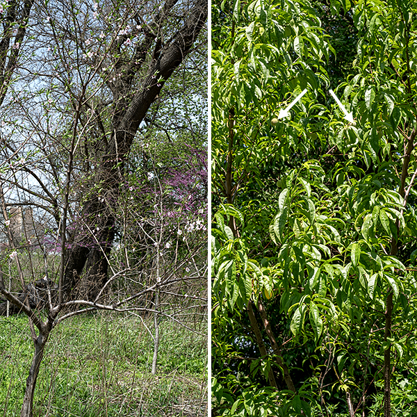 Peach is an exotic tree from Asia, introduced first to Europe, then to North America (in the 16th century by Spanish colonizers). Peach trees were grown in Virginia by 1629. Feral peach trees (from discarded pits) are widespread, although the tree is short lived (15-25 years) so wild populations are rarely established. A peach tree is relatively small (10-30 feet tall) with a 6-8" diameter trunk and a broad crown. The trunk bark is gray with horizontal lenticels, growing rougher with age; larger branches are similar. New shoots put out from the tips of the branches are light green and usually hairless. The leaves are alternate, restricted to the new shoots and branches, 2-6" long and 1/2-1.5" across, a combination of lance-shaped and elliptical with serrated margins, drooping down from their petioles and often folded longitudinally around the midvein. Flowers arise along young branches, blooming beginning before the leaves have opened in the spring; the flowers are usually solitary but occasionally occur in pairs. Individual flowers are 1-1.5" long consisting of a burgundy-colored calyx with five rounded apical lobes (sepals); five spreading pink (rarely, white) petals, oval with abruptly narrowed bases ("clawed"); 15-30 stamens with pink filaments and yellow to orange anthers; and a pistil with a single light green style nearly as long as the stamens. Fertilized flowers are replaced by green, fuzzy ovoids, eventually up to 3" long and across and containing a single seed; peach-colored when mature.