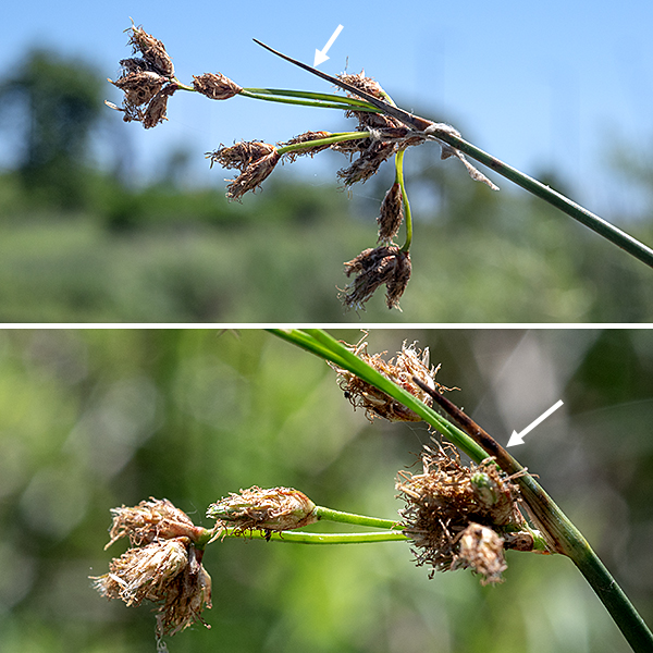 Hardstem bulrush's inflorescence is a branching cluster (a "pseudoumbel") at the top of the stem with an erect bract at its base that is C-shaped in section and 3/8-3.5" long; the bract appears to be a continuation of the stem. The clusters ("pseudoumbels") may be open or compact, but are more compact than in softstem bulrush. There may be 3-40 spikelets, some solitary (but never all solitary), some in groups of 2-8 at the tips of stiff floral stalks. The spikelets are reddish-brown, 10-17 mm long, cylindrical or spindle-shaped with pointed tips and with 8+ florets spirally arranged on the spikelet. The florets are perfect (both male and female parts present), each with three stamens and a two-part style; each floret is subtended by a single, 3 mm long, red-spotted scale, often with a contorted awn (both of which may be difficult to see — magnification recommended). Hardstem bulrush can tolerate standing water as much as five feet deep. You are most likely to confuse hardstem bulrush and softstem bulrush. The stem in softstem bulrush (Schoenoplectus tabernaemontani) is spongy to the touch and the pith has numerous much larger air cavities than hardstem bulrush in most of the pith. Softstem bulrush has mostly solitary spikelets, a much more open inflorescence, scales covering the florets that are usually not red-spotted, and is a lighter blue green color than hardstem bulrush's dark olive green. Softstem bulrush is much more common in Jackson Park than is hardstem bulrush.