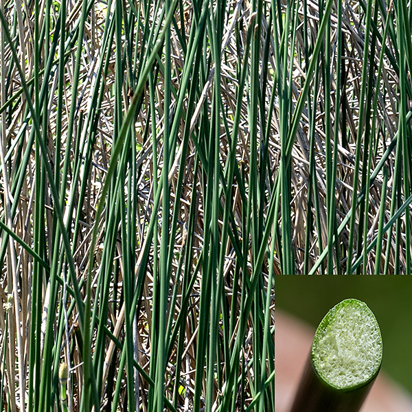 Hardstem bulrush is a towering native perennial, an emergent aquatic that can be 3-10 feet tall. (Six feet is common.) The stems are erect, round in section, a dark olive green, and firm (not spongy) when gently squeezed. (Thus, the common name.) If the stem is cut across, the pith contains numerous, uniform (0.5 mm) air cavities. There are only three or four leaves, all basal; only one or two may have a blade longer than the leaf sheath.