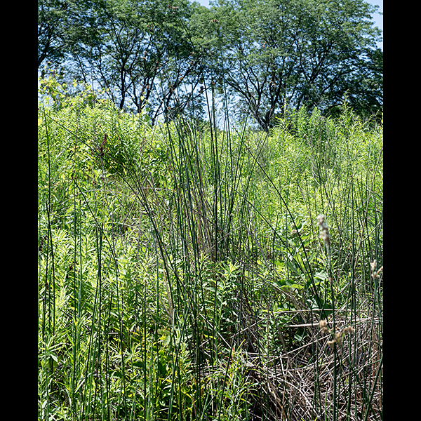 Hardstem bulrush is a towering native perennial, an emergent aquatic that can be 3-10 feet tall. (Six feet is common.) The stems are erect, round in section, a dark olive green, and firm (not spongy) when gently squeezed. (Thus, the common name.) If the stem is cut across, the pith contains numerous, uniform (0.5 mm) air cavities. There are only three or four leaves, all basal; only one or two may have a blade longer than the leaf sheath. The inflorescence is a branching cluster (a "pseudoumbel") at the top of the stem with an erect bract at its base that is C-shaped in section and 3/8-3.5" long; the bract appears to be a continuation of the stem. The clusters ("pseudoumbels") may be open or compact, but are more compact than in softstem bulrush. There may be 3-40 spikelets, some solitary (but never all solitary), some in groups of 2-8 at the tips of stiff floral stalks. The spikelets are reddish-brown, 10-17 mm long, cylindrical or spindle-shaped with pointed tips and with 8+ florets spirally arranged on the spikelet. The florets are perfect (both male and female parts present), each with three stamens and a two-part style; each floret is subtended by a single, 3 mm long, red-spotted scale, often with a contorted awn (both of which may be difficult to see — magnification recommended). Hardstem bulrush can tolerate standing water as much as five feet deep. You are most likely to confuse hardstem bulrush and softstem bulrush. The stem in softstem bulrush (Schoenoplectus tabernaemontani) is spongy to the touch and the pith has numerous much larger air cavities than hardstem bulrush in most of the pith. Softstem bulrush has mostly solitary spikelets, a much more open inflorescence, scales covering the florets that are usually not red-spotted, and is a lighter blue green color than hardstem bulrush's dark olive green. Softstem bulrush is much more common in Jackson Park than is hardstem bulrush.