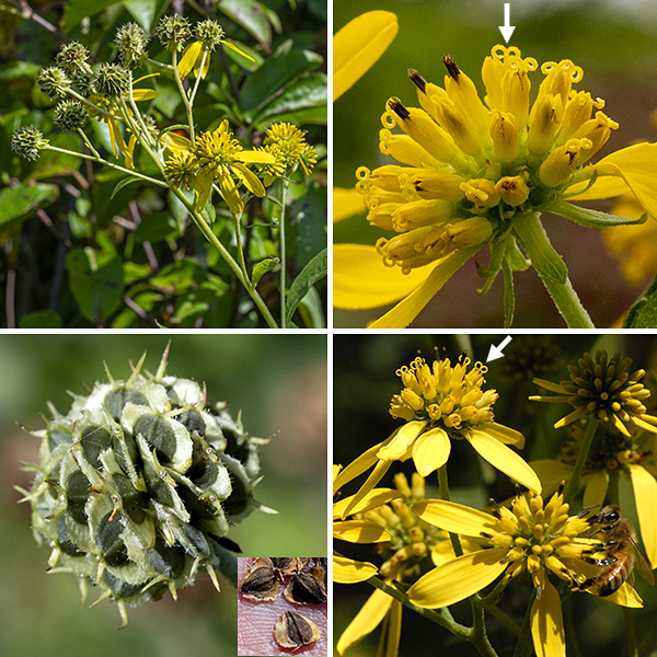 The top of the wingstem plant is a dome (a panicle) of coarse-looking flowerheads. Each flowerhead is 1-2" across, with 2-10 yellow, oblong, drooping petals, 1/2-1" long that are derived from the sterile ray florets. Some 40-60+ yellowish-green, tubular disk florets project in all directions in a hemisphere of widely-spaced, robust, bud-like blunt cylinders, the tips of the disk florets. When receptive to pollen, the disk florets bear a protruding style with a bifurcated, curling pair of stigmas (likened by one source to a "pince-nez" — a pair of eyeglasses on a handle); the five stamens and their flattened, black anthers are appressed to the body of the style. The fruit is a teardrop-shaped seed with a pair of thin wings and two short, robust, spiky awns. Immature seeds are green; the seeds (and seedheads) turn brown when mature.