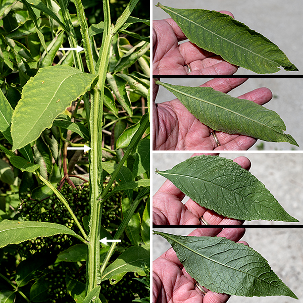 Wingstem is a native perennial, a towering plant (up to 8' tall) with an unbranched stem (except at the inflorescence). The stem, especially the lower portions, is "winged" with prominent "keels" of tissue running along portions of the stem below leaf nodes; there are long, white hairs on the stem between the wings and on unwinged portions of the upper stem. The leaves are alternate, up to 10" long and 2.5" wide, with pointed tips and elongate-oval blades tapering to long, petiole-like, bases; the margins may be smooth or lightly serrated. The upper surface of the leaves is olive-green and rough; the underside is light green with hairs on the major veins.
