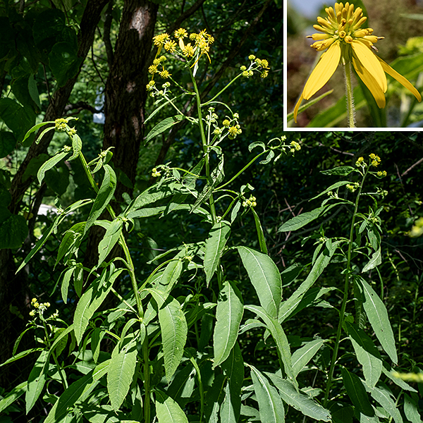 Wingstem is a native perennial, a towering plant (up to 8' tall) with an unbranched stem (except at the inflorescence). The stem, especially the lower portions, is "winged" with prominent "keels" of tissue running along portions of the stem below leaf nodes; there are long, white hairs on the stem between the wings and on unwinged portions of the upper stem. The leaves are alternate, up to 10" long and 2.5" wide, with pointed tips and elongate-oval blades tapering to long, petiole-like, bases; the margins may be smooth or lightly serrated. The upper surface of the leaves is olive-green and rough; the underside is light green with hairs on the major veins. The top of the plant is a dome (a panicle) of coarse-looking flowerheads. Each flowerhead is 1-2" across, with 2-10 yellow, oblong, drooping petals, 1/2-1" long that are derived from the sterile ray florets. Some 40-60+ yellowish-green, tubular disk florets project in all directions in a hemisphere of widely-spaced, robust, bud-like blunt cylinders, the tips of the disk florets. When receptive to pollen, the disk florets bear a protruding style with a bifurcated, curling pair of stigmas (likened by one source to a "pince-nez" — a pair of eyeglasses on a handle); the five stamens and their flattened, black anthers are appressed to the body of the style. The fruit is a teardrop-shaped seed with a pair of thin wings and two short, robust, spiky awns. Immature seeds are green; the seeds (and seedheads) turn brown when mature.