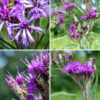 The tip of a smooth ironweed central stem bears a cluster (a corymb) up to 4" in diameter of magenta composite flowerheads that is quite densely packed in a flat or (sometimes) domed inflorescence. The branches of the inflorescence (but not the stem) may be lightly fuzzy with small hairs. Each flowerhead is 3/4" across and contains 10-30 magenta disk florets, each with five lobes and a very prominent, divided style with curled tips (the stigmas) and five stamens appressed to the base of the style; ray florets are completely absent. The bracts that cover the underside of the flowerheads are green or purplish brown, flattened, appressed, and rounded at their tips, imbricated like fish scales with white, cobwebby hairs around their edges. The fruit is a naked seed with an attached tuft of white hairs (actually, scales). To sort out the Jackson Park ironweeds: (1) if both leaves and stem are densely covered with fine white hairs, the leaves are about 3-4 times longer than wide, and each flowerhead has more than 30 disk florets, it's Missouri ironweed (V. missurica). (2) If both leaves and stems are hairless, there are less than 30 disk florets, and the leaves are narrow (typically a half inch or less; about 6-10+ times longer than wide), it's smooth ironweed (V. fasiculata). (3) If the stems and leaves have only short hairs, there are less than 30 disk florets, and the leaves are about 2" wide and 4-6 times longer than wide, it's tall ironweed (V. gigantea).