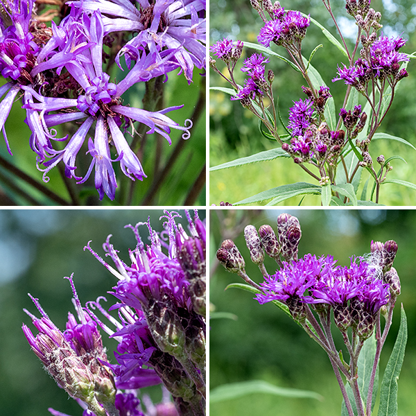 The tip of a smooth ironweed central stem bears a cluster (a corymb) up to 4" in diameter of magenta composite flowerheads that is quite densely packed in a flat or (sometimes) domed inflorescence. The branches of the inflorescence (but not the stem) may be lightly fuzzy with small hairs. Each flowerhead is 3/4" across and contains 10-30 magenta disk florets, each with five lobes and a very prominent, divided style with curled tips (the stigmas) and five stamens appressed to the base of the style; ray florets are completely absent. The bracts that cover the underside of the flowerheads are green or purplish brown, flattened, appressed, and rounded at their tips, imbricated like fish scales with white, cobwebby hairs around their edges. The fruit is a naked seed with an attached tuft of white hairs (actually, scales). To sort out the Jackson Park ironweeds: (1) if both leaves and stem are densely covered with fine white hairs, the leaves are about 3-4 times longer than wide, and each flowerhead has more than 30 disk florets, it's Missouri ironweed (V. missurica). (2) If both leaves and stems are hairless, there are less than 30 disk florets, and the leaves are narrow (typically a half inch or less; about 6-10+ times longer than wide), it's smooth ironweed (V. fasiculata). (3) If the stems and leaves have only short hairs, there are less than 30 disk florets, and the leaves are about 2" wide and 4-6 times longer than wide, it's tall ironweed (V. gigantea).