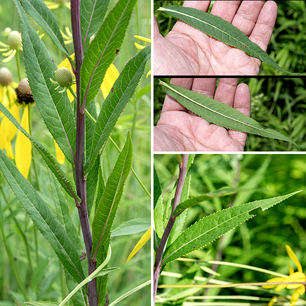 mooth ironweed (aka, prairie ironweed) is a native perennial that is short for an ironweed (2-4 feet). The central stem is unbranched, round in section, hairless, and variable in color (white, light green, or reddish purple). The leaves are alternate, up to 5" long and a half inch across (a 10 to 1 ratio!), narrowly lance-shaped, and hairless, often with dark dots on the underside. The leaf margins bear very narrow, sharp teeth ("serrated," like a botanical sawfish). The leaves may be sessile or attach to the stem through a short petiole.