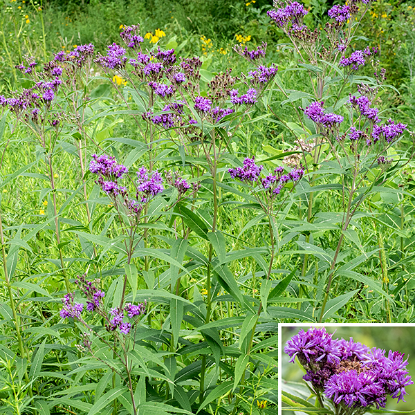 Smooth ironweed (aka, prairie ironweed) is a native perennial that is short for an ironweed (2-4 feet). The central stem is unbranched, round in section, hairless, and variable in color (white, light green, or reddish purple). The leaves are alternate, up to 5" long and a half inch across (a 10 to 1 ratio!), narrowly lance-shaped, and hairless, often with dark dots on the underside. The leaf margins bear very narrow, sharp teeth ("serrated," like a botanical sawfish). The leaves may be sessile or attach to the stem through a short petiole. The tip of the central stem bears a cluster (a corymb) up to 4" in diameter of magenta composite flowerheads that is quite densely packed in a flat or (sometimes) domed inflorescence. The branches of the inflorescence (but not the stem) may be lightly fuzzy with small hairs. Each flowerhead is 3/4" across and contains 10-30 magenta disk florets, each with five lobes and a very prominent, divided style with curled tips (the stigmas) and five stamens appressed to the base of the style; ray florets are completely absent. The bracts that cover the underside of the flowerheads are green or purplish brown, flattened, appressed, and rounded at their tips, imbricated like fish scales with white, cobwebby hairs around their edges. The fruit is a naked seed with an attached tuft of white hairs (actually, scales). To sort out the Jackson Park ironweeds: (1) if both leaves and stem are densely covered with fine white hairs, the leaves are about 3-4 times longer than wide, and each flowerhead has more than 30 disk florets, it's Missouri ironweed (V. missurica). (2) If both leaves and stems are hairless, there are less than 30 disk florets, and the leaves are narrow (typically a half inch or less; about 6-10+ times longer than wide), it's smooth ironweed (V. fasiculata). (3) If the stems and leaves have only short hairs, there are less than 30 disk florets, and the leaves are about 2" wide and 4-6 times longer than wide, it's tall ironweed (V. gigantea).