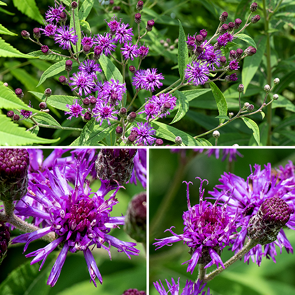 Tall ironweed's inflorescence is a flat-topped panicle arising from the tip of the central stem; it is 6-16" across, open and spreading. There are 10-30 disk florets in a tall ironweed flowerhead. The base of the flowerhead is covered by several series of dark colored, broadly oval appressed bracts (phyllaries), often with fine hairs around their edges. The disk florets have tubular, trumpet-like corollas with five recurved lobes; ray florets are absent. Tall ironweed has a much more "open" composite flowerhead than the other ironweeds in Jackson Park, with the trumpet bases of the disk florets easily visible. The fruits are naked, gray or brown, bullet-shaped seeds with a tuft of both short and long tawny or pale purple hairs. To sort out the Jackson Park ironweeds: (1) if both leaves and stem are densely covered with fine white hairs, the leaves are about 3-4 times longer than wide, and each flowerhead has more than 30 disk florets, it's Missouri ironweed (V. missurica). (2) If both leaves and stems are hairless, there are less than 30 disk florets, and the leaves are narrow (typically a half inch or less; about 6-10+ times longer than wide), it's smooth ironweed (V. fasiculata). (3) If the stems and leaves have only short hairs, there are less than 30 disk florets, and the leaves are about 2" wide and 4-6 times longer than wide, it's tall ironweed (V. gigantea).