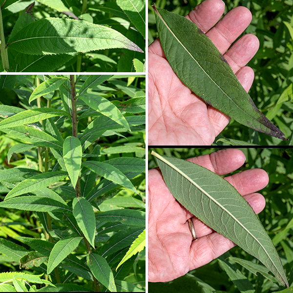 Tall ironweed (aka, giant ironweed) is a native perennial that grows 3-7 feet tall. The stem is light green or purplish green, round in section; it ranges from nearly hairless to fuzzy. The leaves are alternate, up to 9" long and 2.5" wide, elliptical or an oblong lance-shape; the margins are serrated with fine, sharp teeth. The upper surface of the leaves is dark green and largely hairless; the underside is downy with very short hairs. The leaves are attached by short petioles or are sessile.