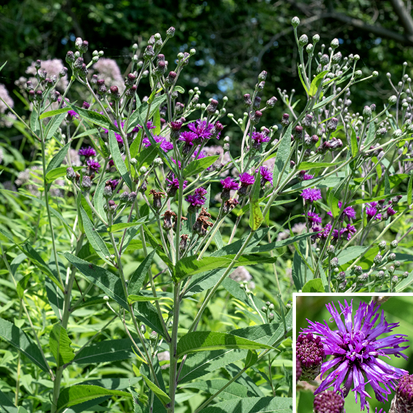 Tall ironweed (aka, giant ironweed) is a native perennial that grows 3-7 feet tall. The stem is light green or purplish green, round in section; it ranges from nearly hairless to fuzzy. The leaves are alternate, up to 9" long and 2.5" wide, elliptical or an oblong lance-shape; the margins are serrated with fine, sharp teeth. The upper surface of the leaves is dark green and largely hairless; the underside is downy with very short hairs. The leaves are attached by short petioles or are sessile. The inflorescence is a flat-topped panicle arising from the tip of the central stem; it is 6-16" across, open and spreading. There are 10-30 disk florets in a tall ironweed flowerhead. The base of the flowerhead is covered by several series of dark colored, broadly oval appressed bracts (phyllaries), often with fine hairs around their edges. The disk florets have tubular, trumpet-like corollas with five recurved lobes; ray florets are absent. Tall ironweed has a much more "open" composite flowerhead than the other ironweeds in Jackson Park, with the trumpet bases of the disk florets easily visible. The fruits are naked, gray or brown, bullet-shaped seeds with a tuft of both short and long tawny or pale purple hairs. To sort out the Jackson Park ironweeds: (1) if both leaves and stem are densely covered with fine white hairs, the leaves are about 3-4 times longer than wide, and each flowerhead has more than 30 disk florets, it's Missouri ironweed (V. missurica). (2) If both leaves and stems are hairless, there are less than 30 disk florets, and the leaves are narrow (typically a half inch or less; about 6-10+ times longer than wide), it's smooth ironweed (V. fasiculata). (3) If the stems and leaves have only short hairs, there are less than 30 disk florets, and the leaves are about 2" wide and 4-6 times longer than wide, it's tall ironweed (V. gigantea).